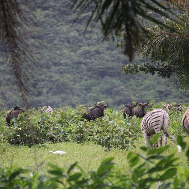 Zebra at Nsele Park in Kinshasa, Democratic Republic of Congo DRC