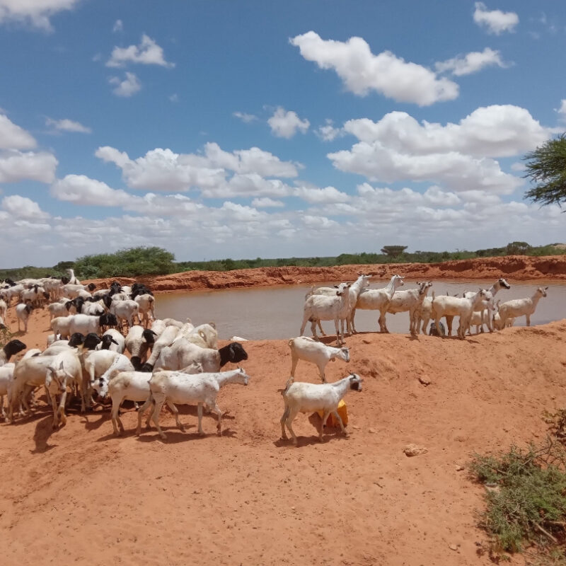 Herd of goats in Somalia